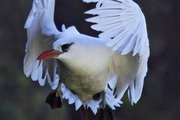 Red-tailed Tropicbird (Phaethon rubricauda)